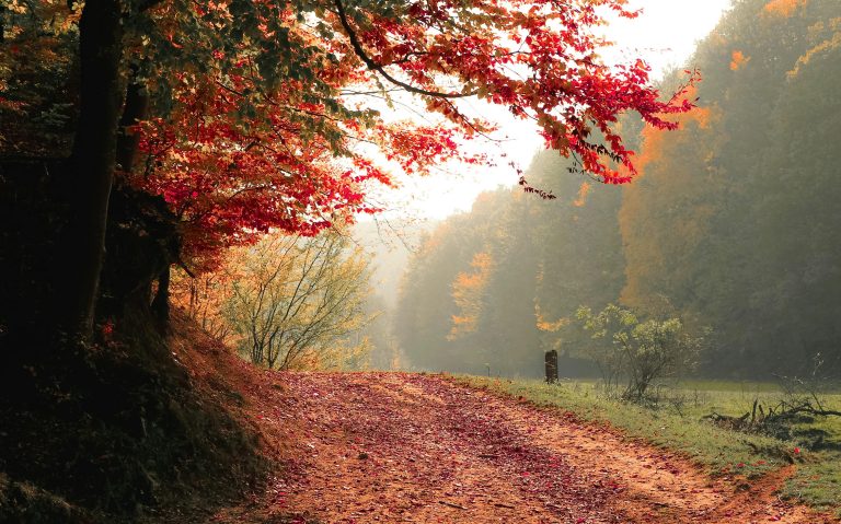 Soundscapes and Sanity: How Certain Sounds Quiet the Mind